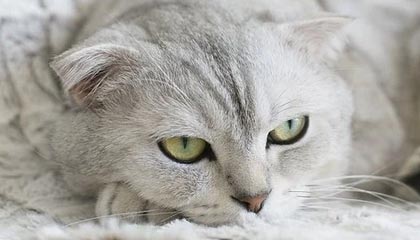 开云体育下载-【直播】时间：JDG除了无畏之外，其他人真没有对抗的，包括中野